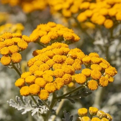Yellow Sweet Alyssum Seeds - Verdseeds