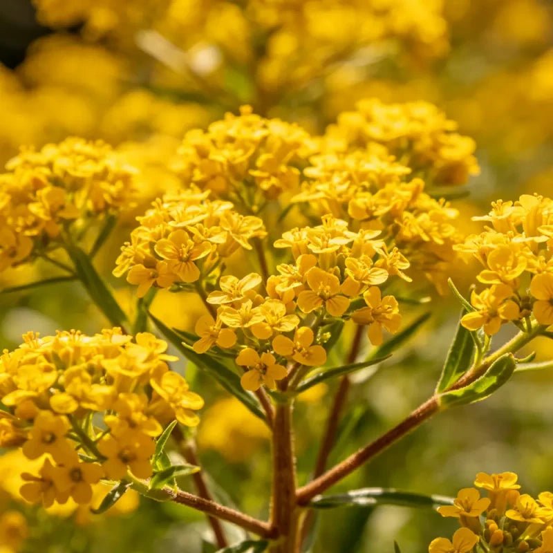 Yellow Sweet Alyssum Seeds - Verdseeds