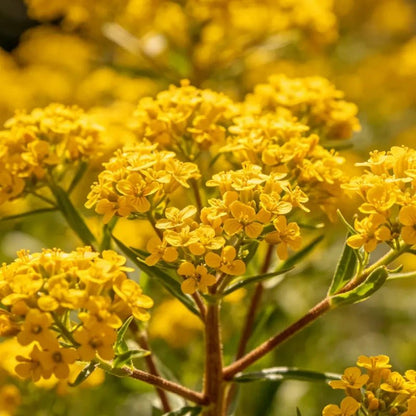 Yellow Sweet Alyssum Seeds - Verdseeds