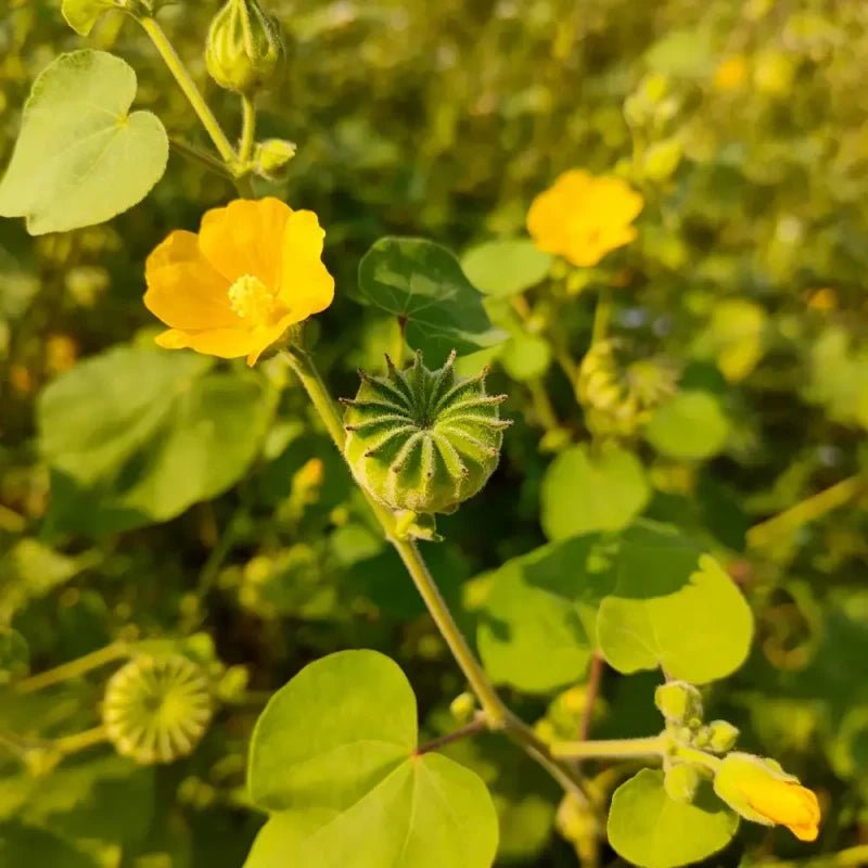 Yellow Velvetleaf Seeds - Verdseeds