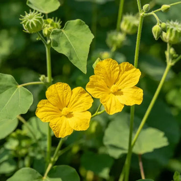 Yellow Velvetleaf Seeds - Verdseeds