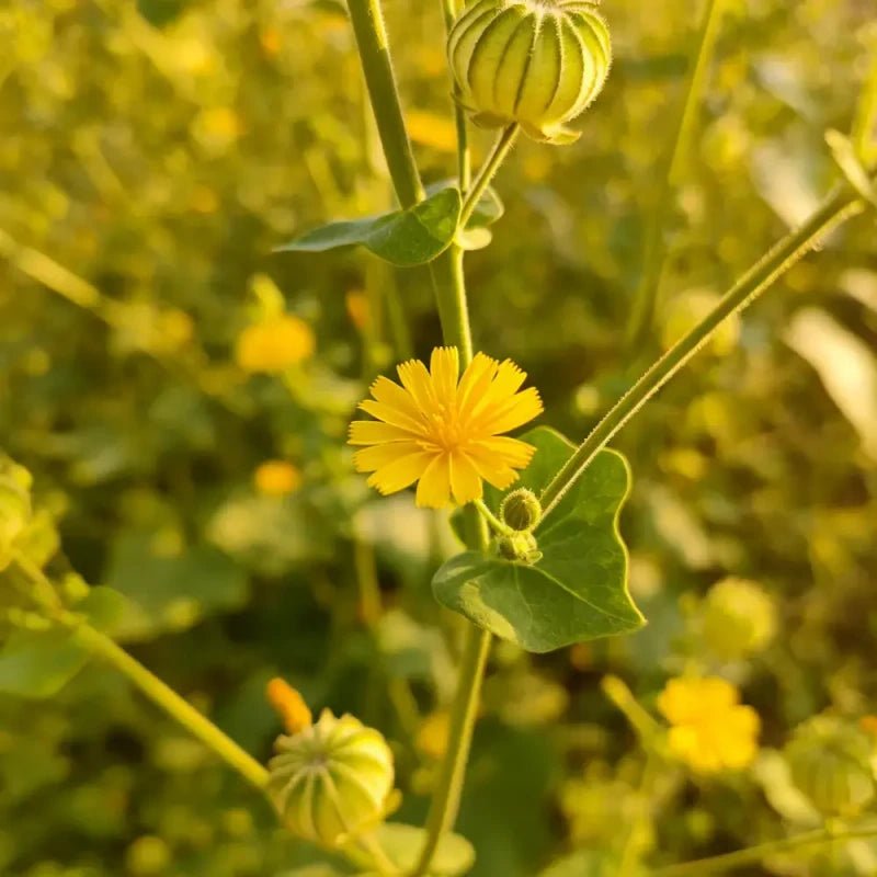 Yellow Velvetleaf Seeds - Verdseeds