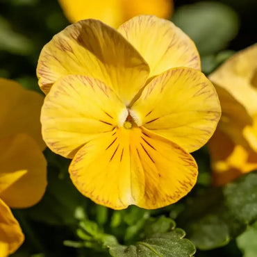 Yellow Viola Seeds - Verdseeds