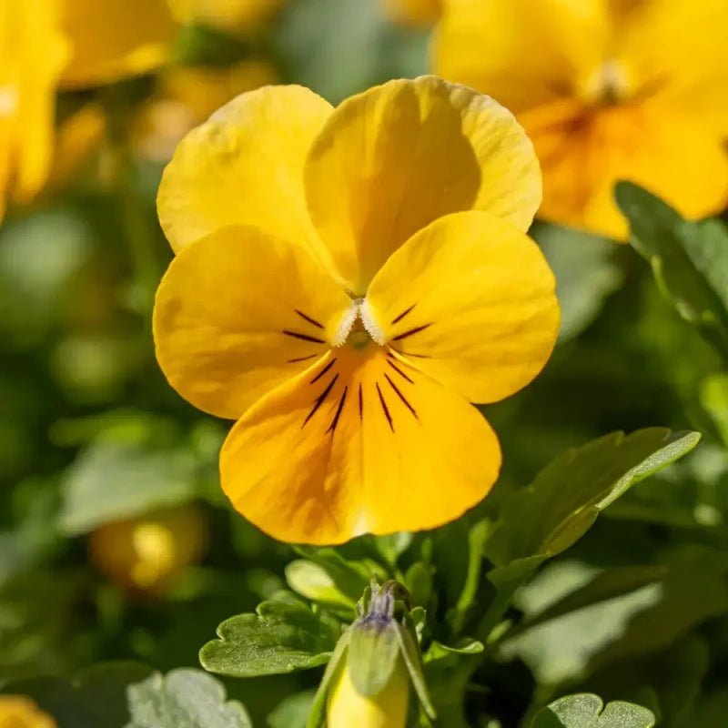 Yellow Viola Seeds - Verdseeds