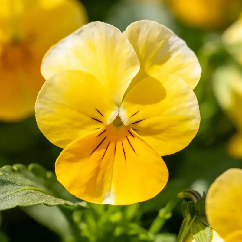 Yellow Viola Seeds - Verdseeds