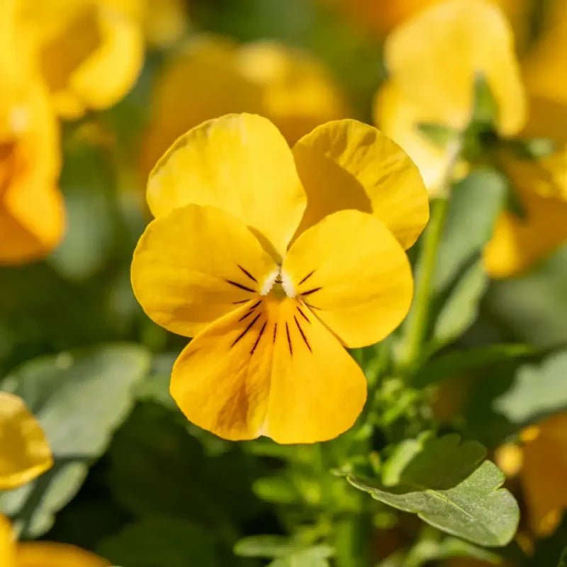 Yellow Viola Seeds - Verdseeds