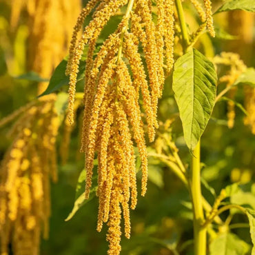 Yellow Whip Love Lies Bleeding Seeds - Verdseeds