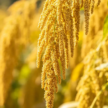 Yellow Whip Love Lies Bleeding Seeds - Verdseeds
