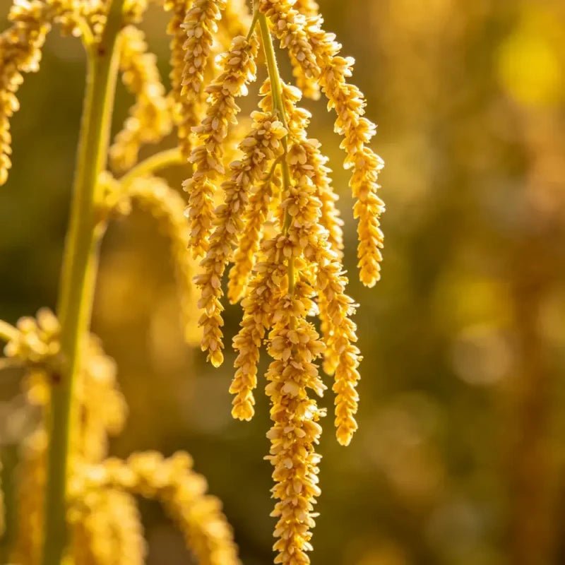 Yellow Whip Love Lies Bleeding Seeds - Verdseeds