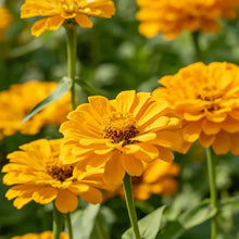 Yellow Zinnia Seeds - Verdseeds