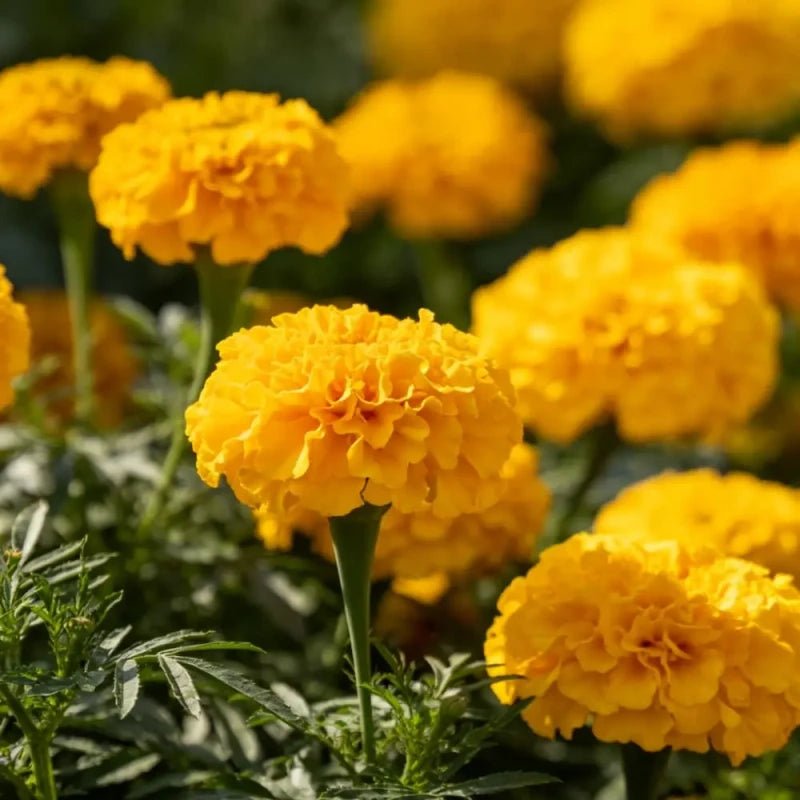 Yellow Zinnia Seeds - Verdseeds