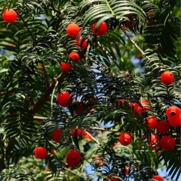 Yew Seeds - Verdseeds