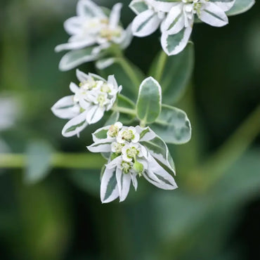 Snow-on-the-Mountain Seeds