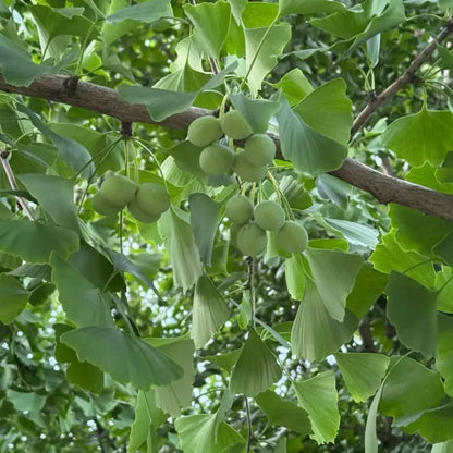 Ginkgo Seeds