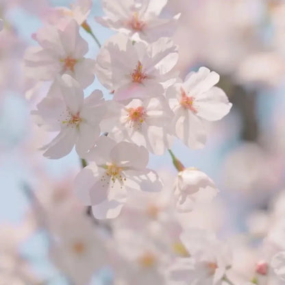 Yoshino Flowering Cherry Seeds - Verdseeds