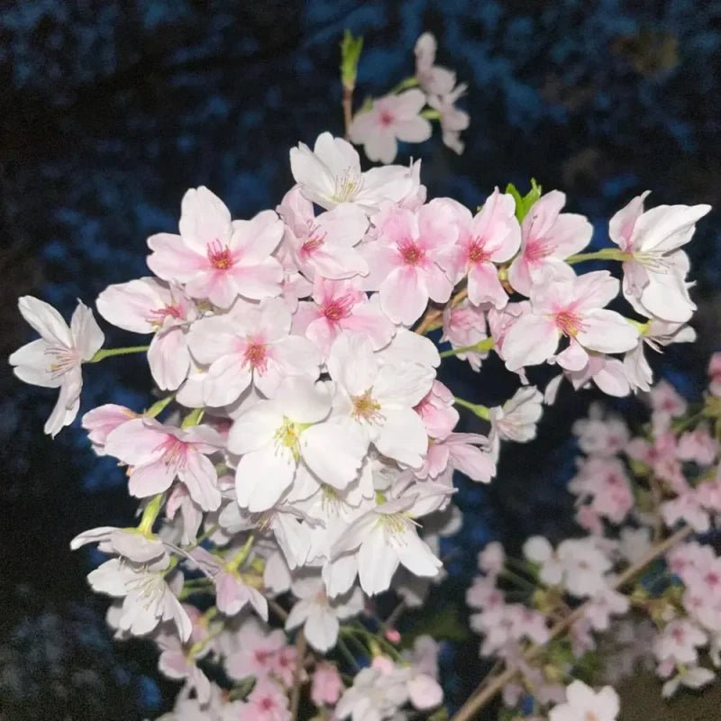 Yoshino Flowering Cherry Seeds - Verdseeds