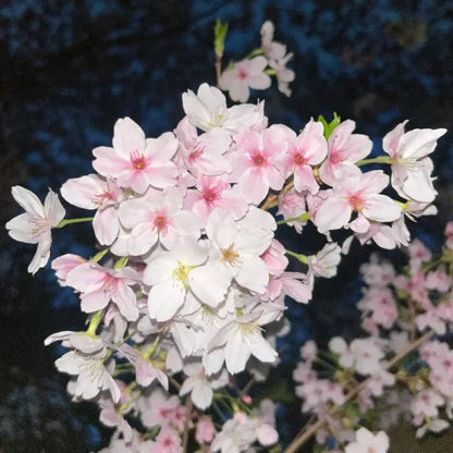 Yoshino Flowering Cherry Seeds - Verdseeds
