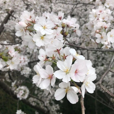 Yoshino Flowering Cherry Seeds - Verdseeds