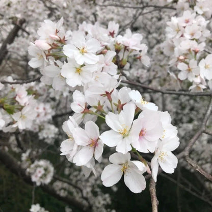 Yoshino Flowering Cherry Seeds - Verdseeds
