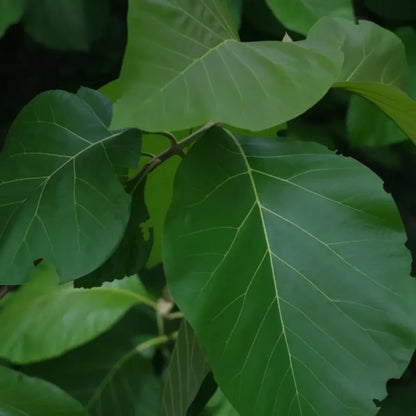 Teak Seeds