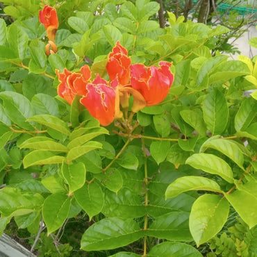 Australian Illawarra Flame Tree Seeds