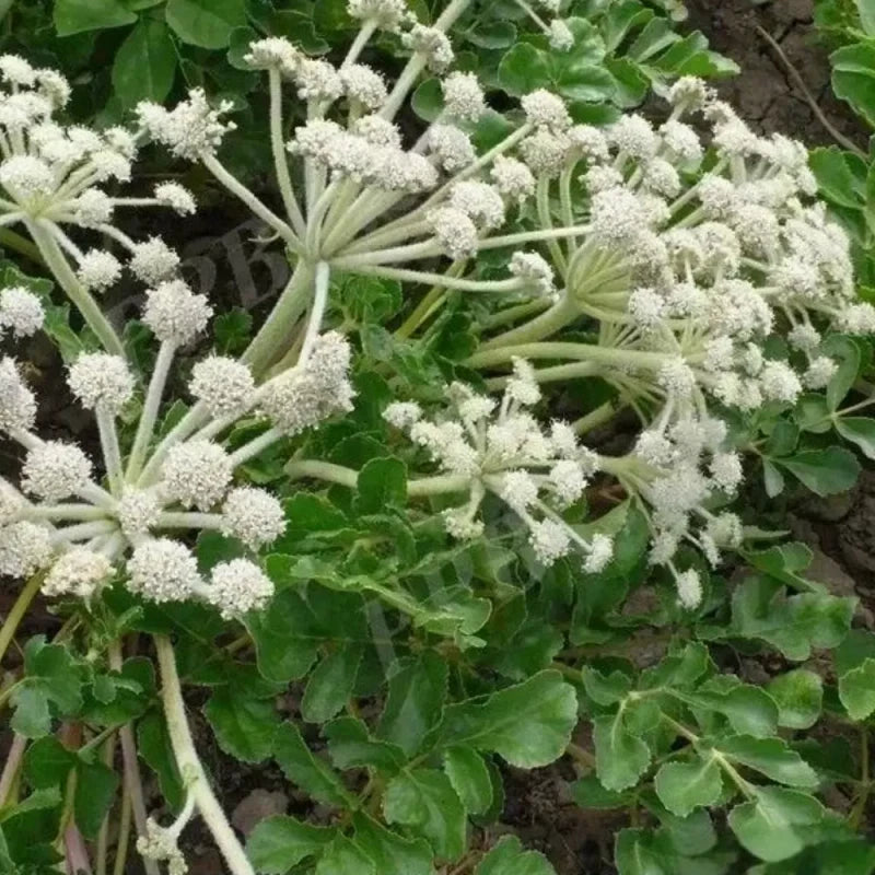 Coastal Glehnia Seeds