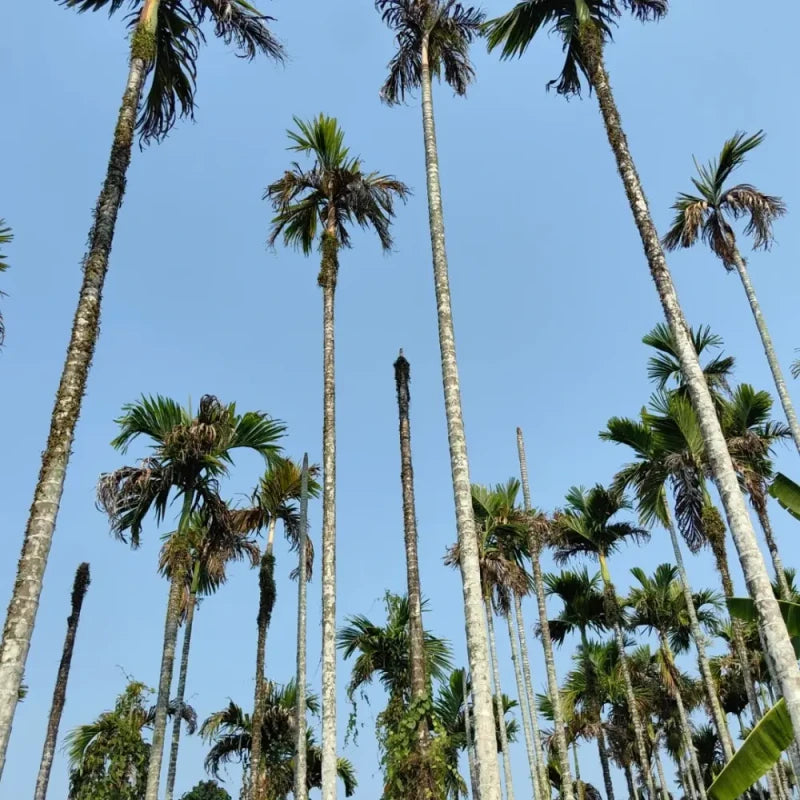 Betel Nut Palm Seeds