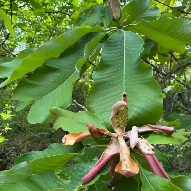 Houpu Magnolia Seeds