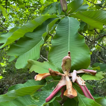 Houpu Magnolia Seeds