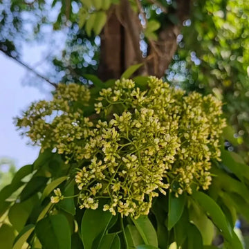 Huangtan Rosewoods