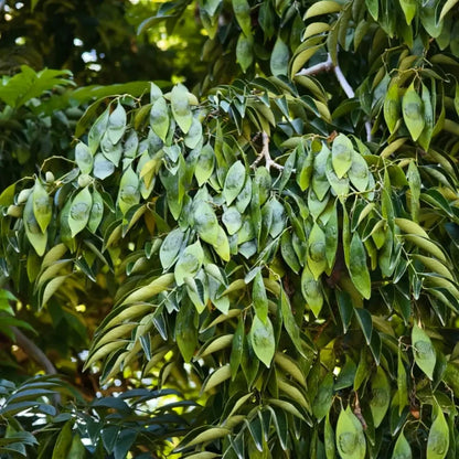 Huangtan Rosewood Seeds
