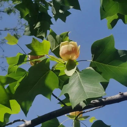 Tulip Tree Seeds