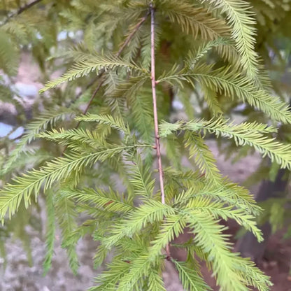 Mexican Bald Cypress Seeds