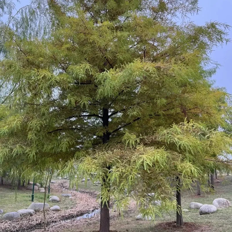 Mexican Bald Cypress Seeds