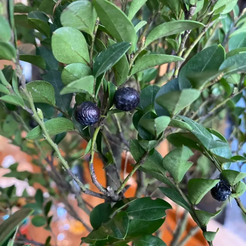 Small-Leaf Rosewood Seeds