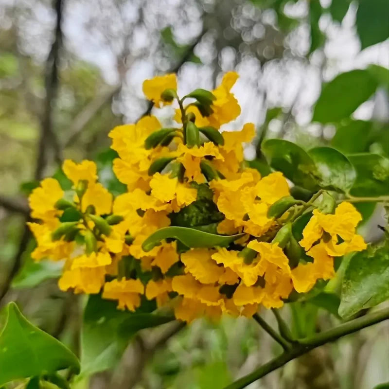 Indian Rosewood Seeds