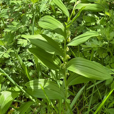 Solomon's Seal Seeds