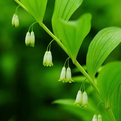 Solomon's Seal Seeds
