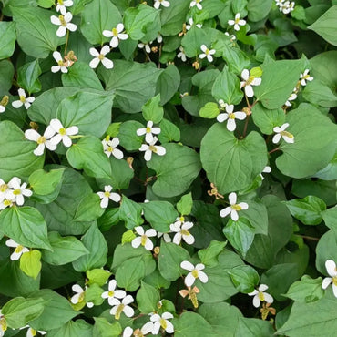 Fish Mint Seeds