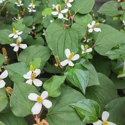Fish Mint Seeds