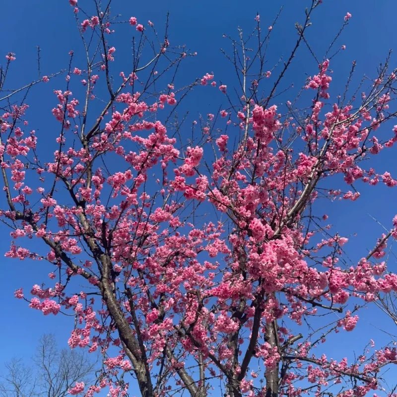 Yunnan Early Flowering Cherry Seeds - Verdseeds