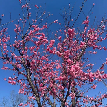 Yunnan Early Flowering Cherry Seeds - Verdseeds