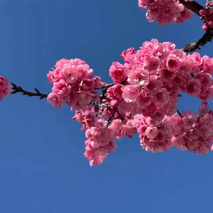 Yunnan Early Flowering Cherry Seeds - Verdseeds