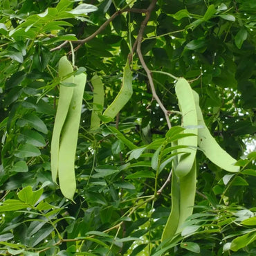 Chinese Honey Locust Seeds