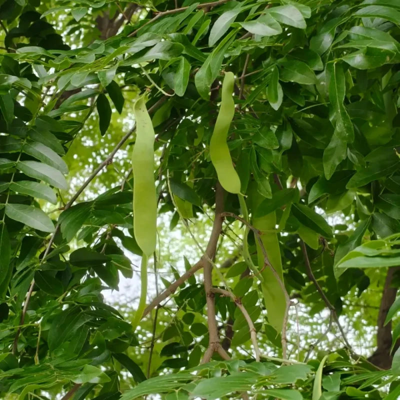 Chinese Honey Locust Seeds