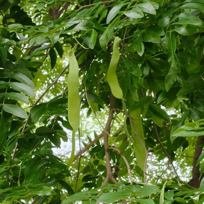 Chinese Honey Locust Seeds