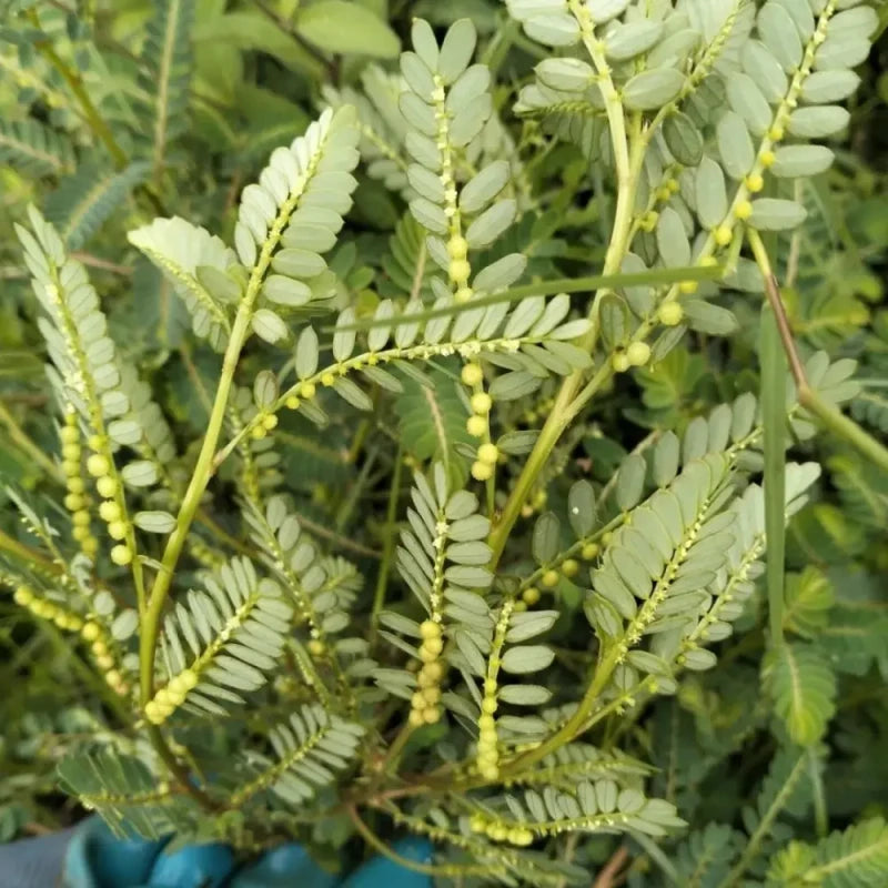 Speranskia Seeds