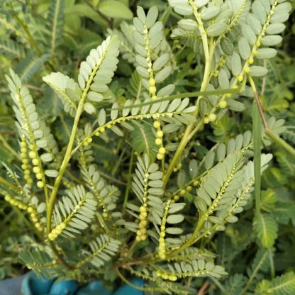 Speranskia Seeds
