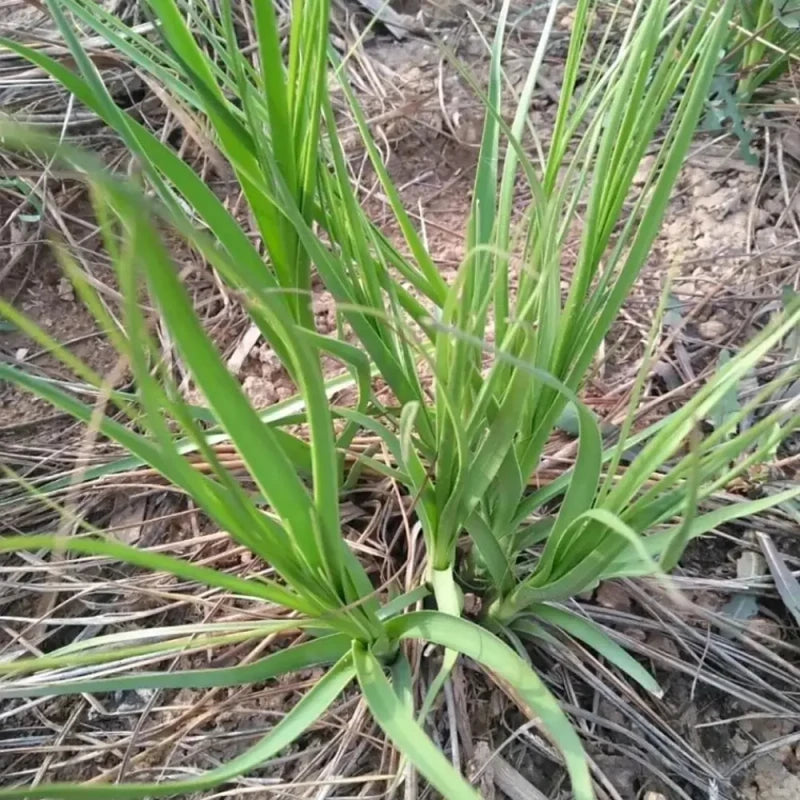 Anemarrhena Seeds