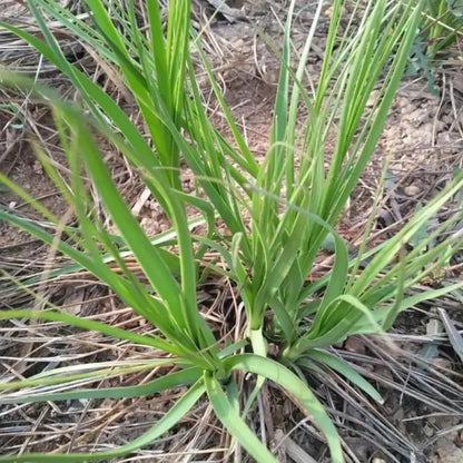 Anemarrhena Seeds
